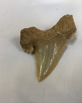 Зуб ископаемой акулы Paleocarcharodon orientalis (Sinzow, 1899)