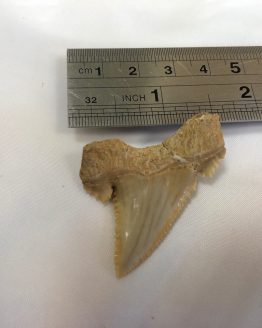 Зуб ископаемой акулы Paleocarcharodon orientalis (Sinzow, 1899)