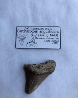 Зуб ископаемой акулы (Carcharocles angustidens)