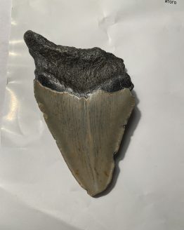 Зуб гигантской акулы. Carcharocles megalodon. ( L.Agassiz,1835)
