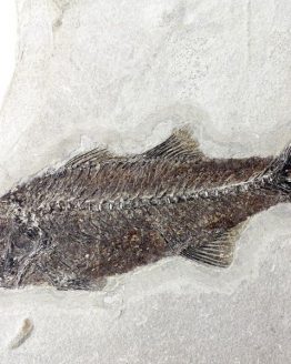 Ископаемая рыба Mioplosus Labracoides
