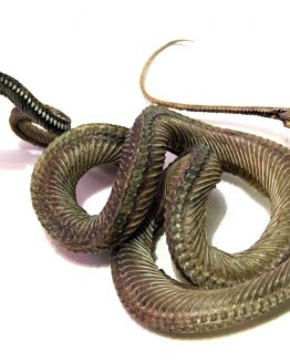 Мумия змеи в позе нападения
