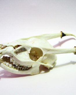 Череп мунтжака (Muntiacus)